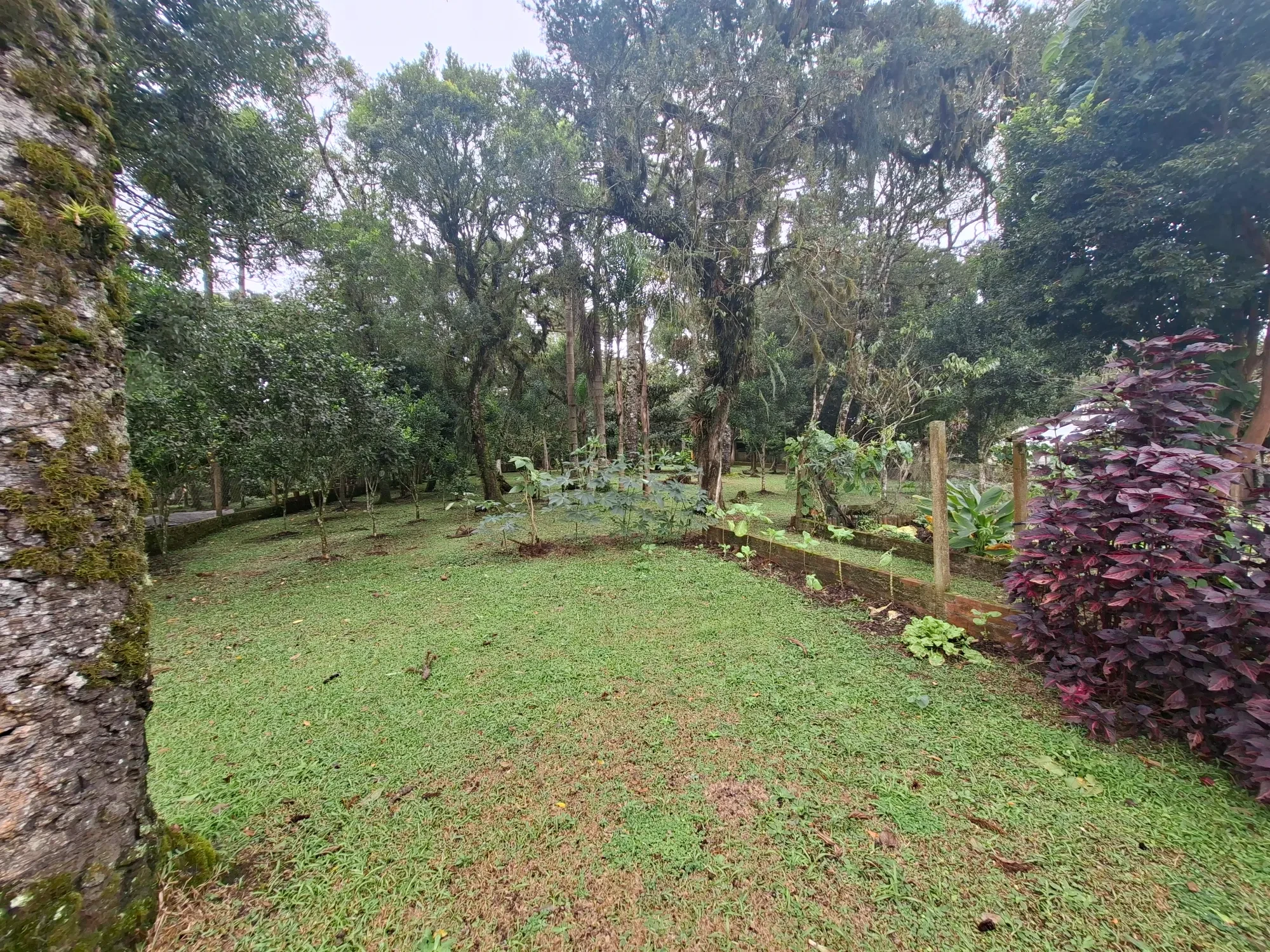 Imagem Chácara com 2 Quartos à Venda, 80 m² em Campo Alto - Tijucas do Sul