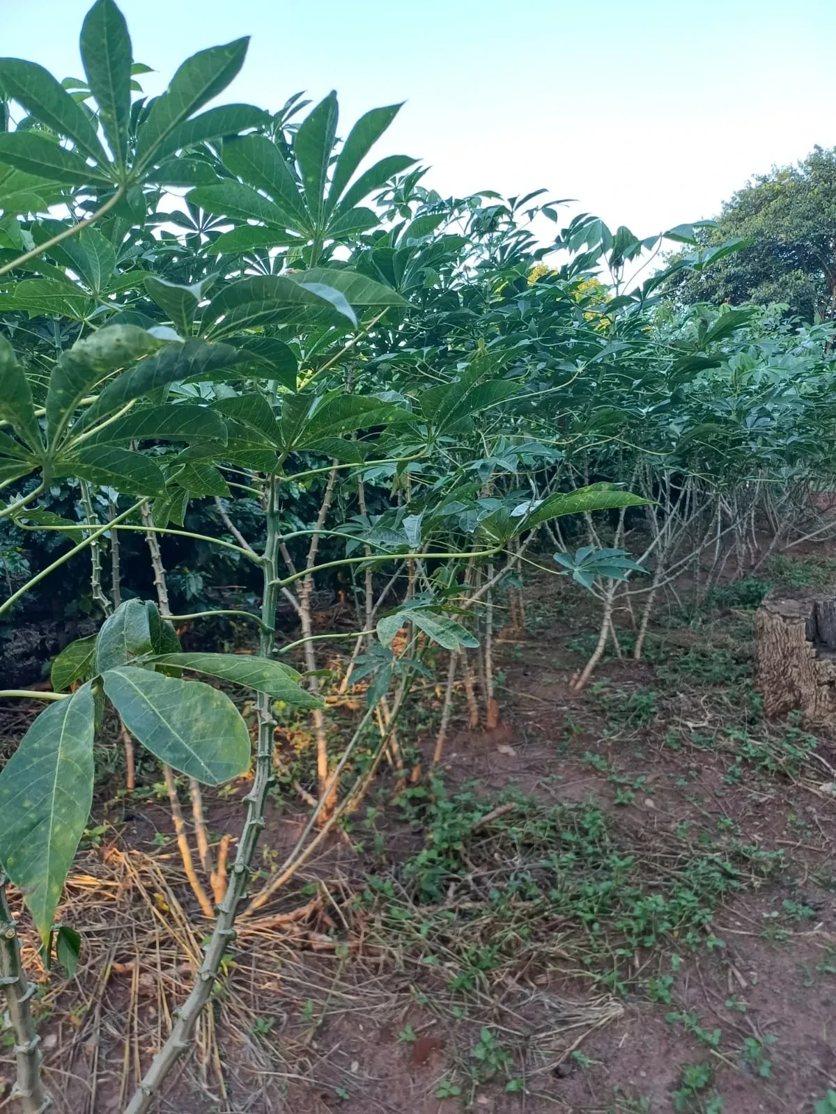 Imagem Chácara com 6 Quartos à Venda, 400 m² em Pitangueiras - Pitangueiras