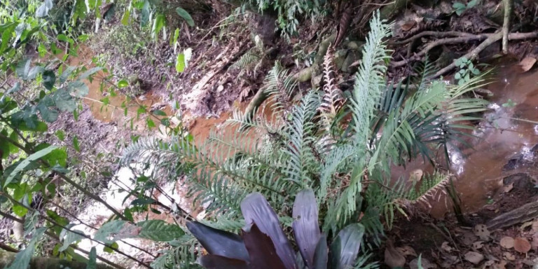 Imagem Chácara com 1 Quarto à Venda, 2.600 m² em Centro - Santa Isabel