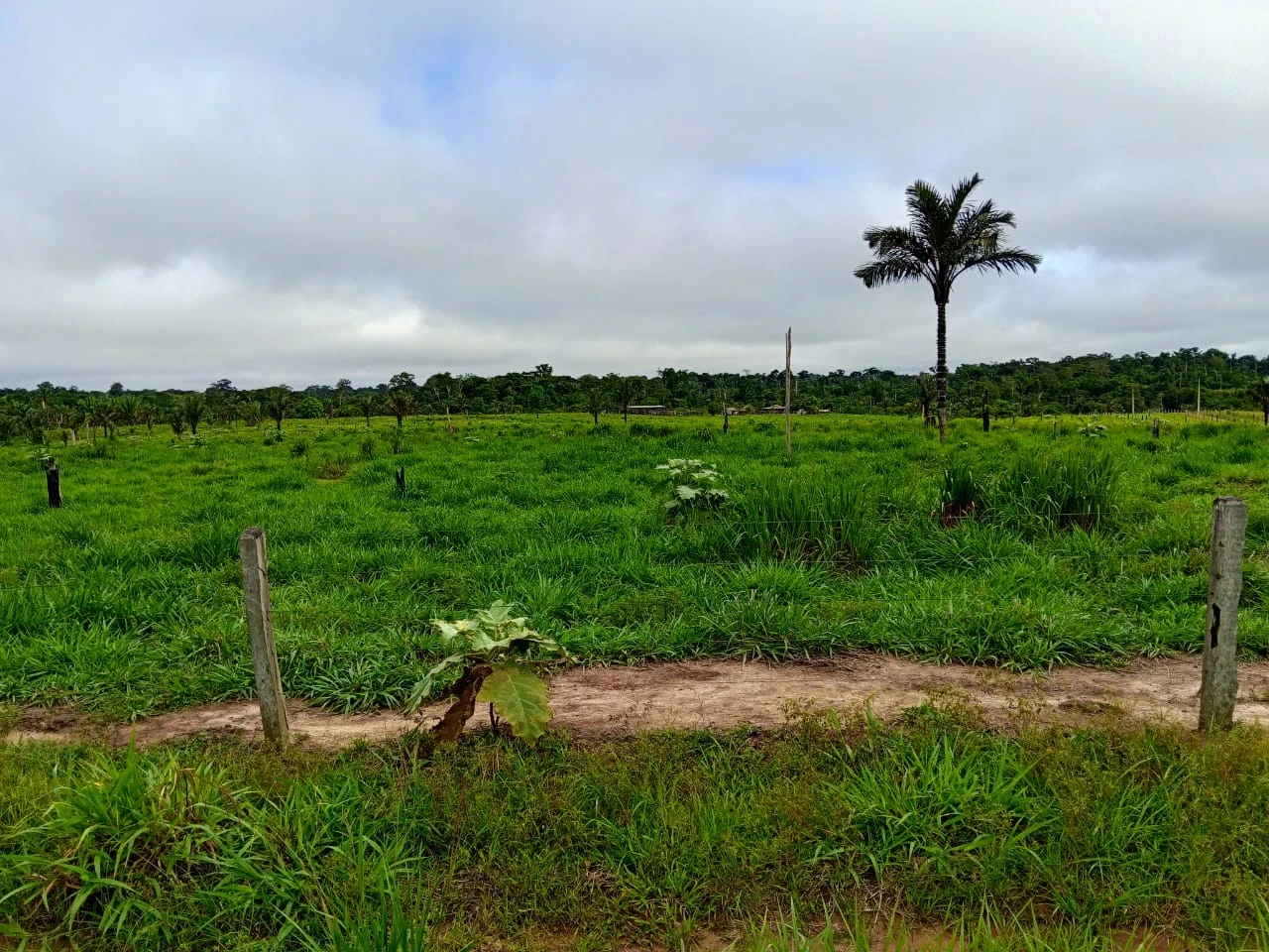Imagem Fazenda à Venda, 132 m² em Candeias do Jamari - Candeias do Jamari