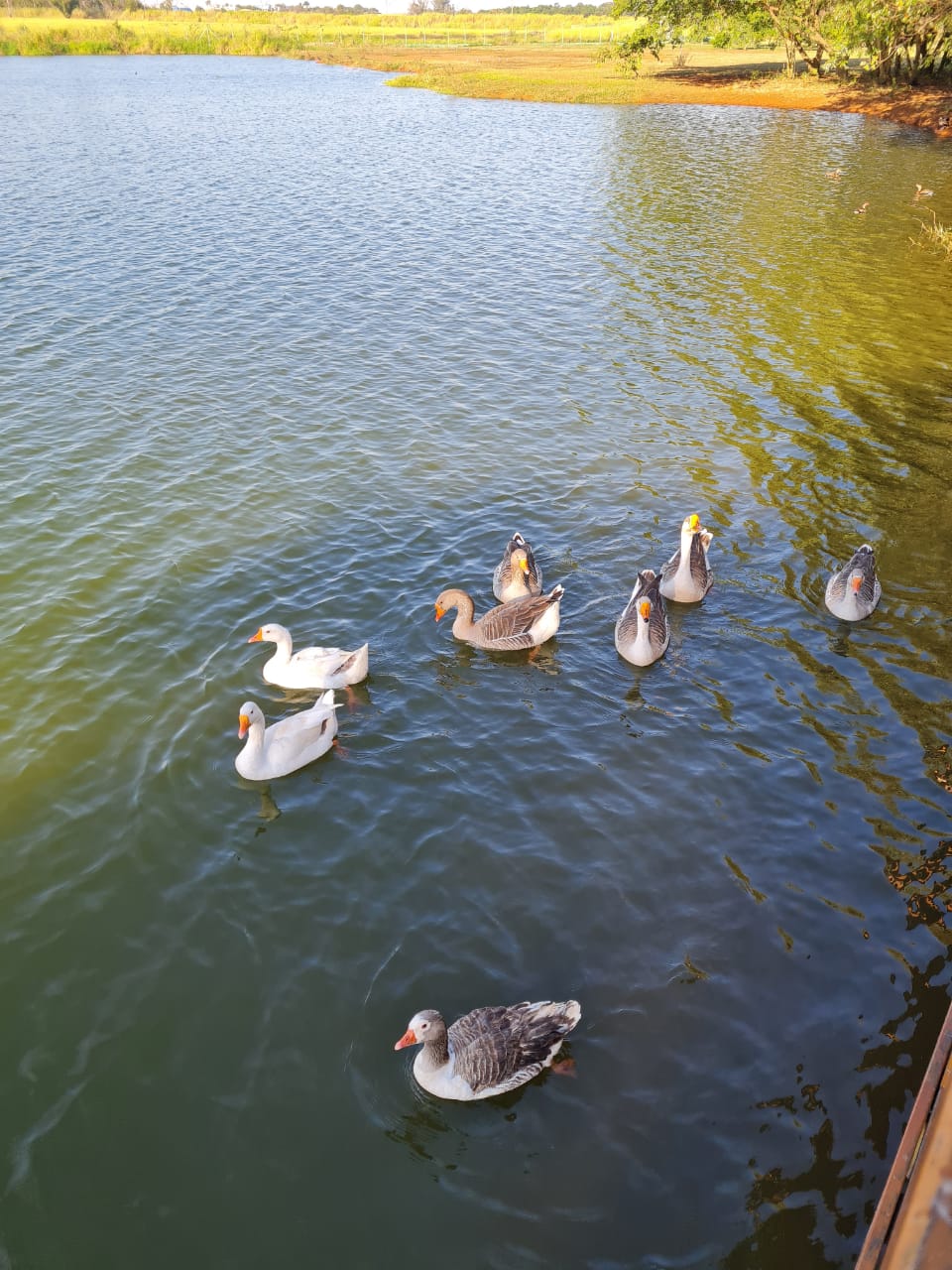 Foto do imóvel: Casa com 3 Quartos à Venda, 295 m² em Parque Brasil 500 - Paulínia