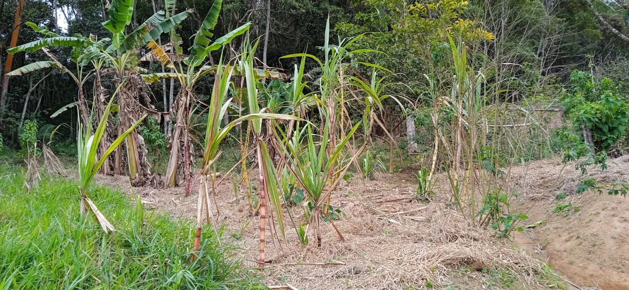 Foto do imóvel: Chácara com 6 Quartos à Venda, 12400 m² em Mogi das Cruzes - Mogi das Cruzes