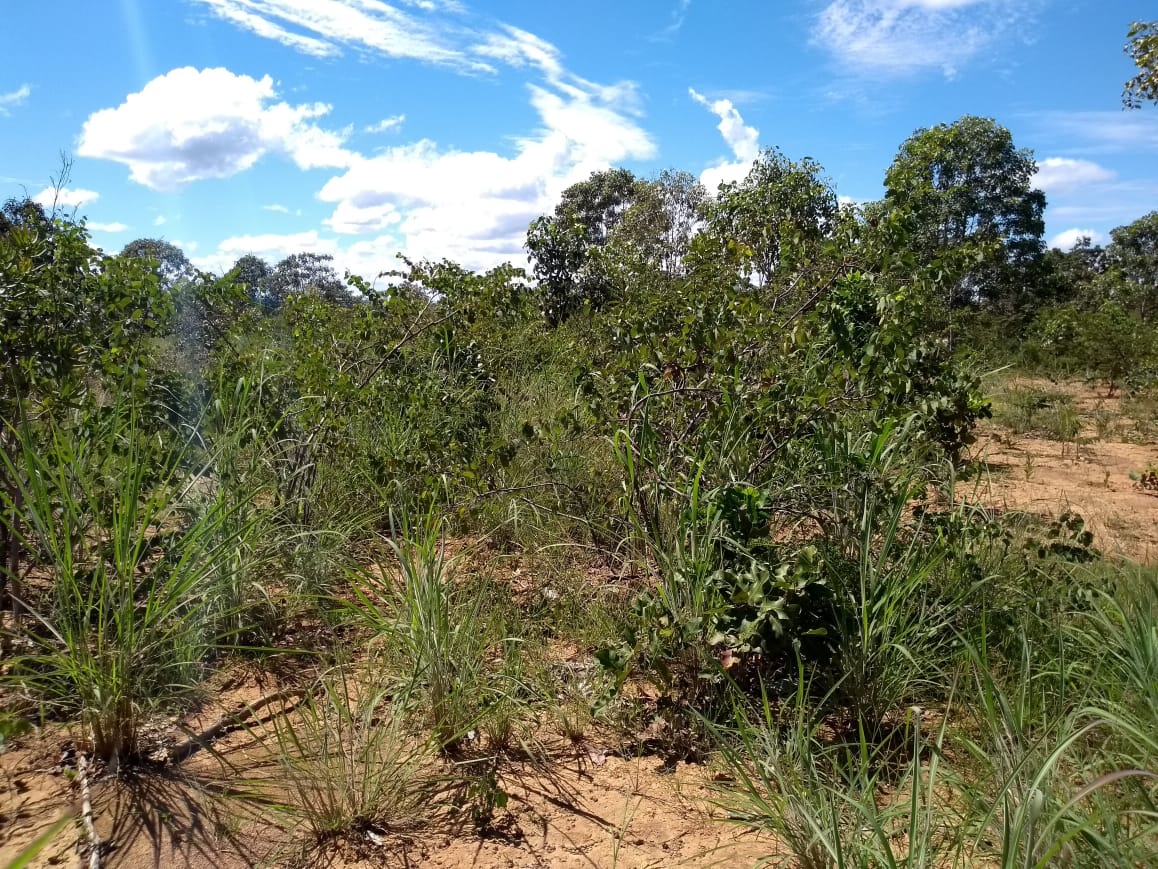 Imagem Fazenda à Venda, 64 Alq. GO em Zona Rural - Ribeirãozinho