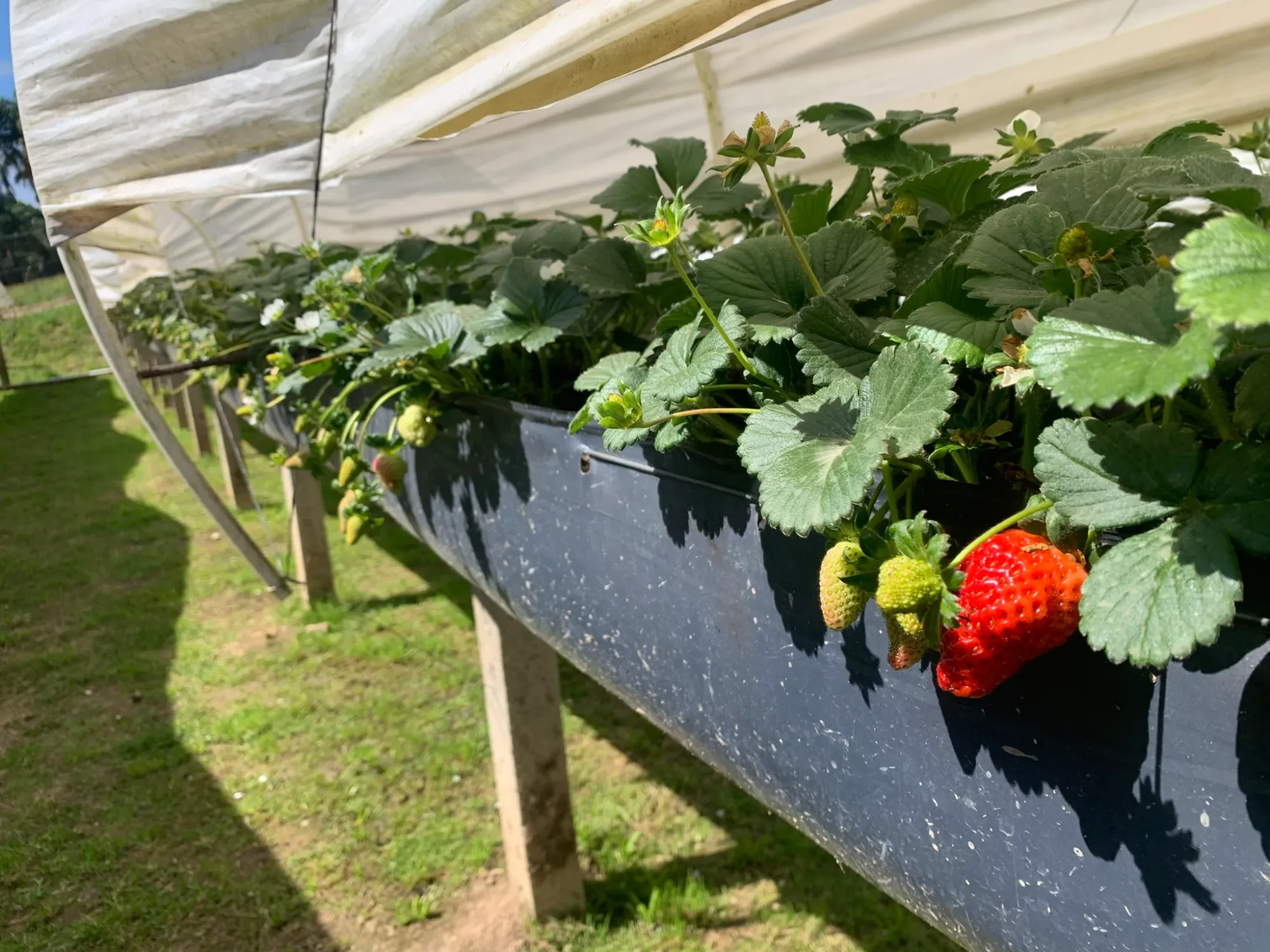 Foto do imóvel: Chácara com 3 Quartos à Venda, 5000 m² em Colonia Marcelino - São José dos Pinhais