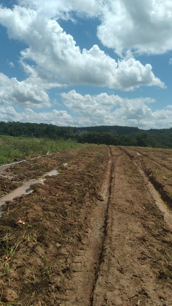 Foto do imóvel: Fazenda à Venda, 6 Alq. SP em Valadão - Piedade