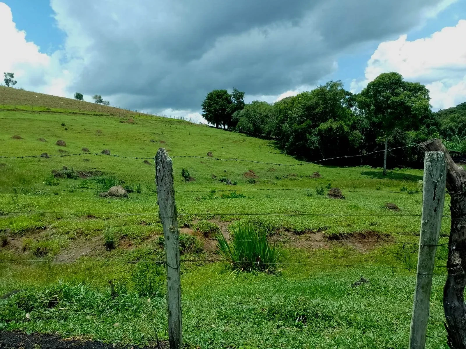 Imagem Fazenda à Venda, 5 Alq. MG em Caldas - Caldas