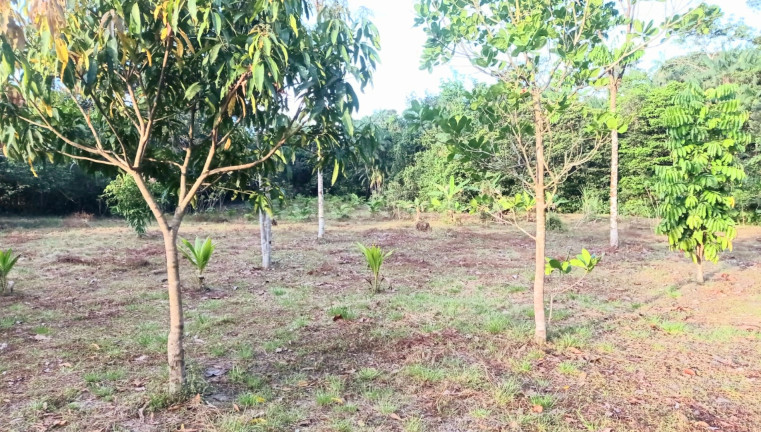 Imagem Chácara com 5 Quartos à Venda, 980 m² em Apeu - Castanhal
