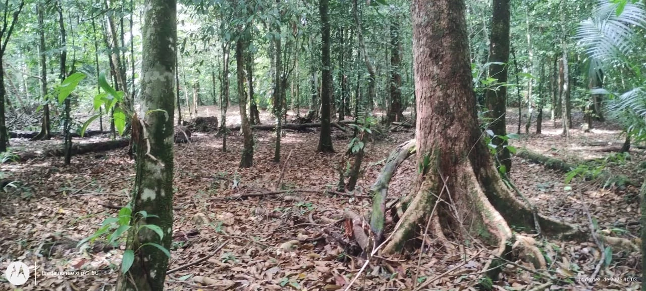 Imagem Chácara à Venda, 28000 m² em Santa Bárbara do Pará - Santa Bárbara do Pará