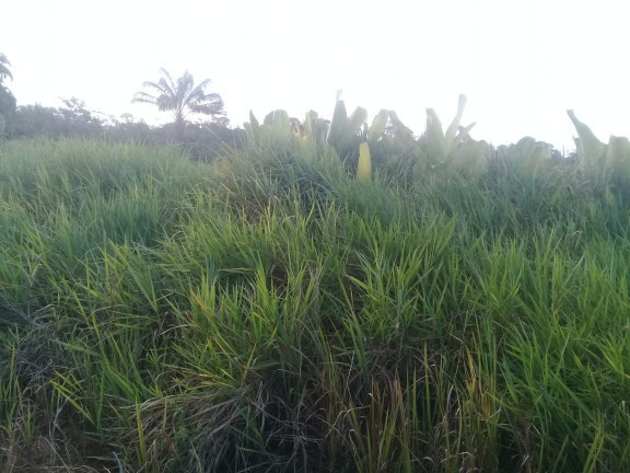 Imagem Terreno à Venda,  em Zona Rural - Humaitá