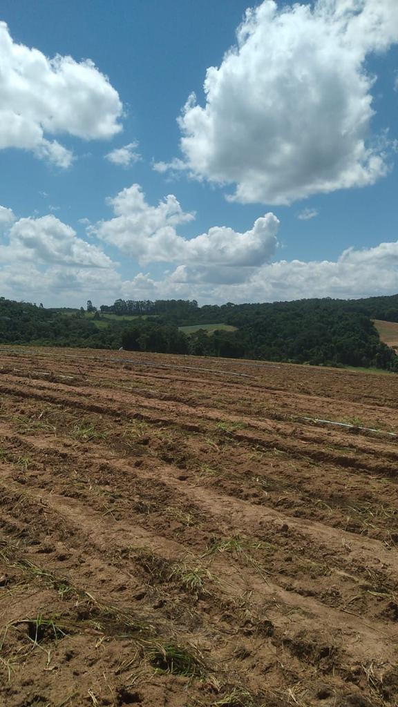 Foto do imóvel: Fazenda à Venda, 6 Alq. SP em Valadão - Piedade