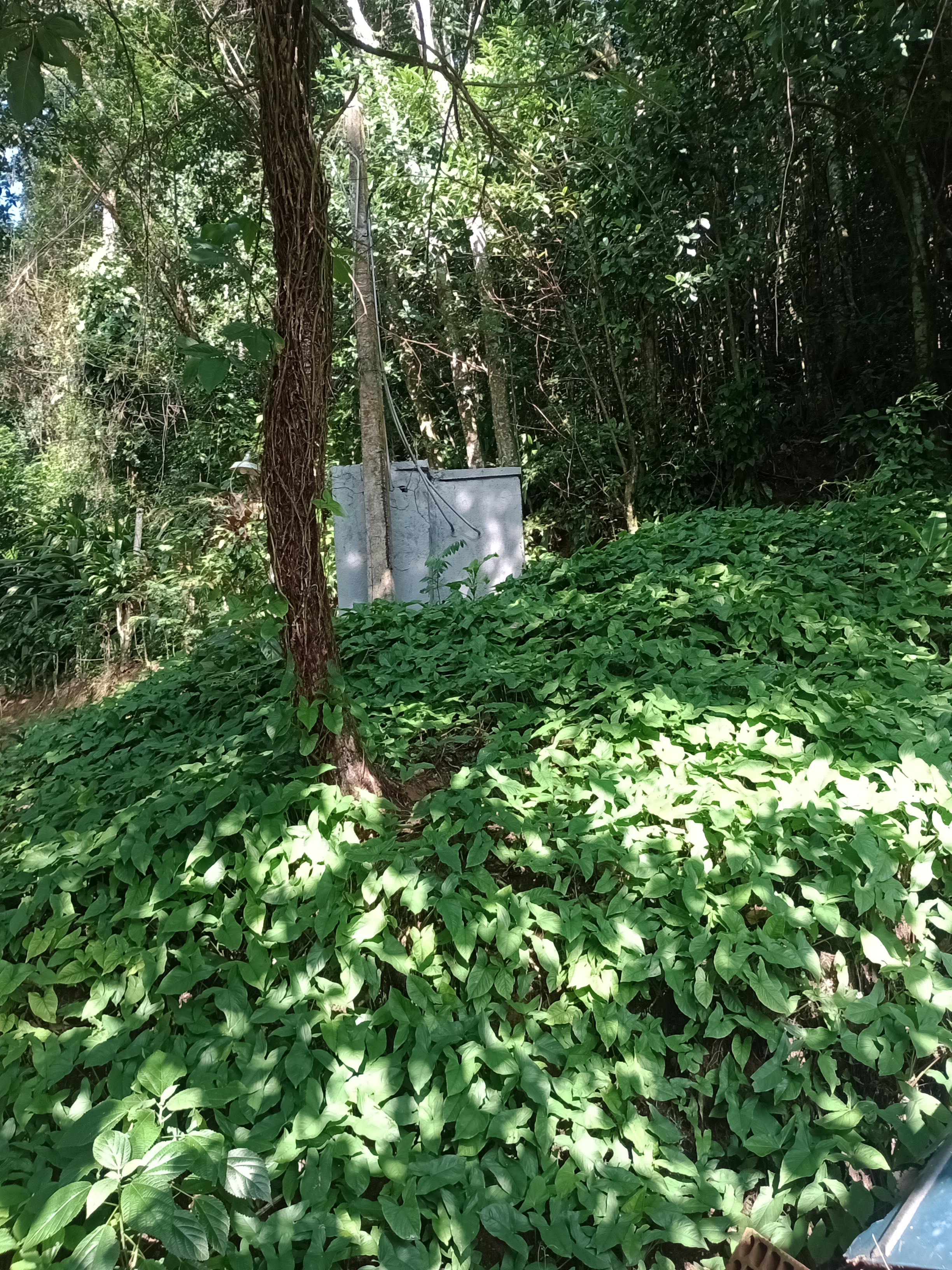 Imagem Terreno à Venda, 12.653 m² em Alto da Boa Vista - Rio de Janeiro