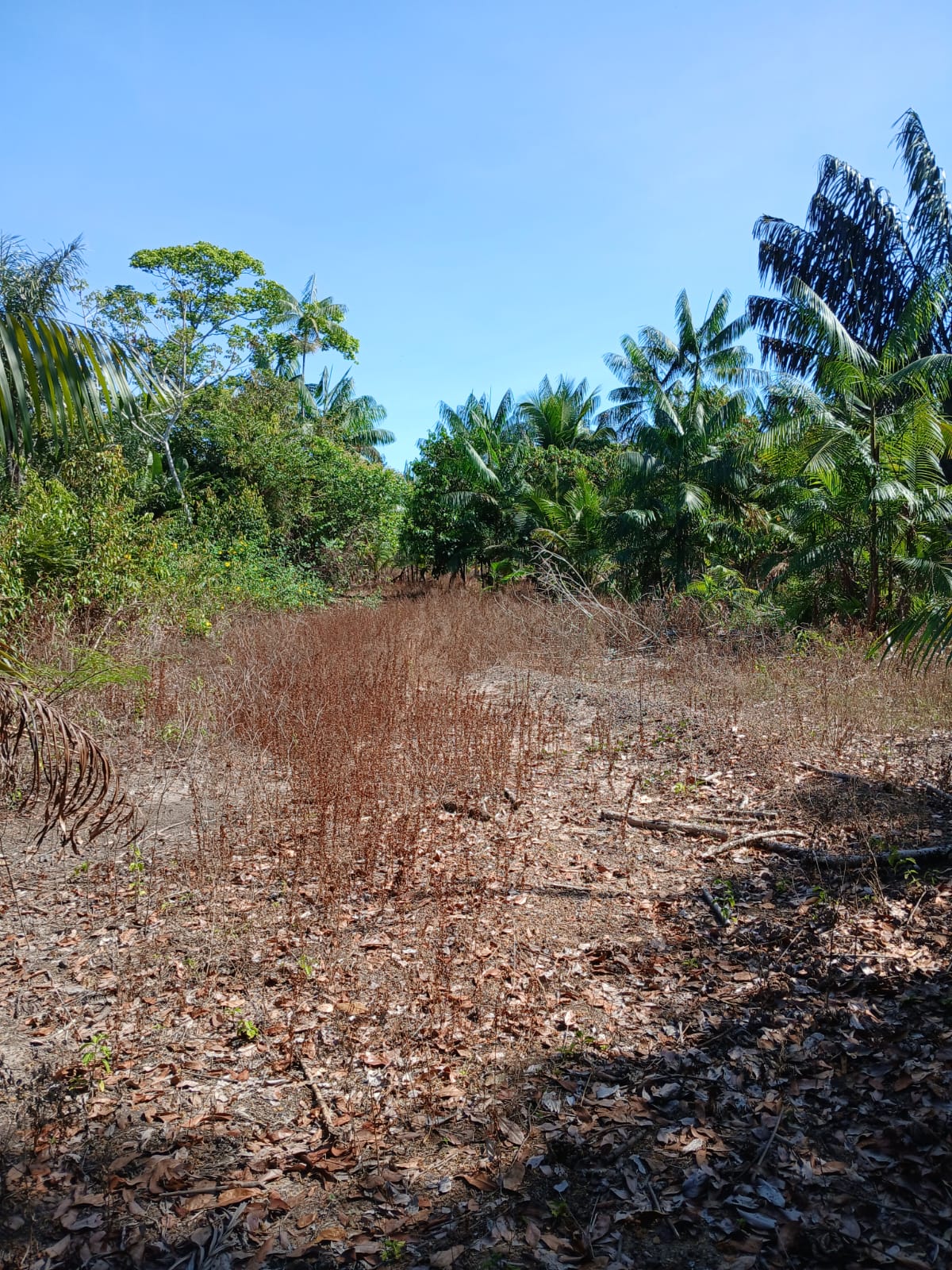Imagem Terreno à Venda, 80.000 metro em  - Bujaru