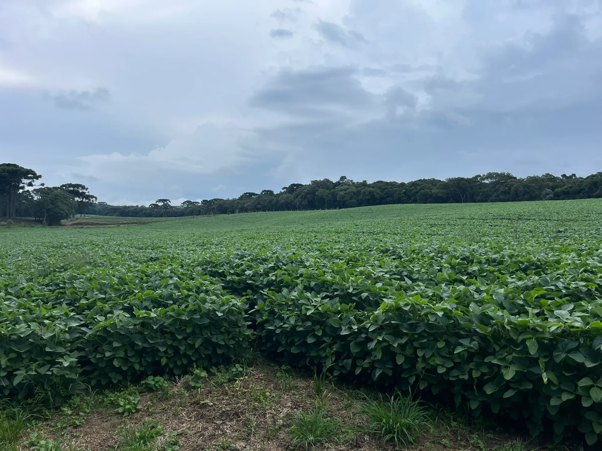 Foto do imóvel: Chácara à Venda, 20000 m² em São Marcos - São José dos Pinhais