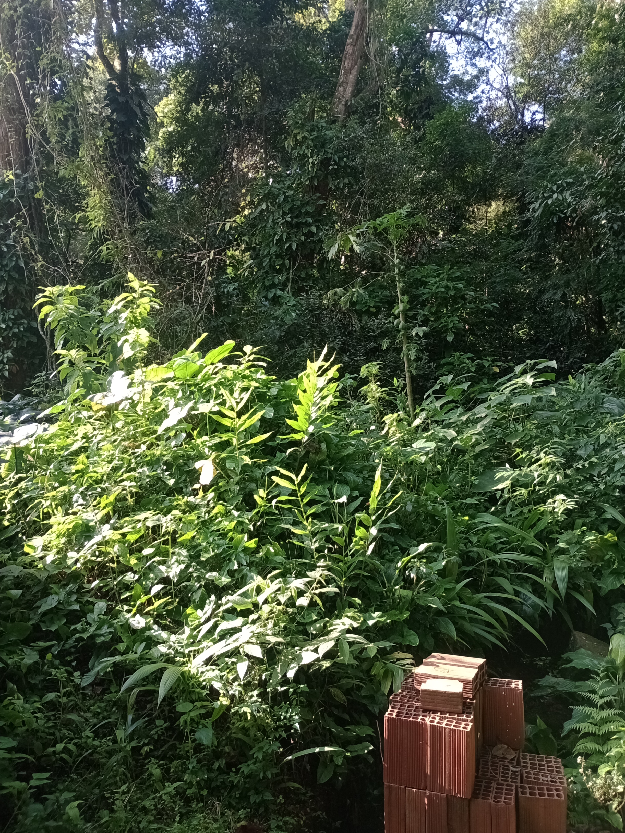 Imagem Terreno à Venda, 12.653 m² em Alto da Boa Vista - Rio de Janeiro