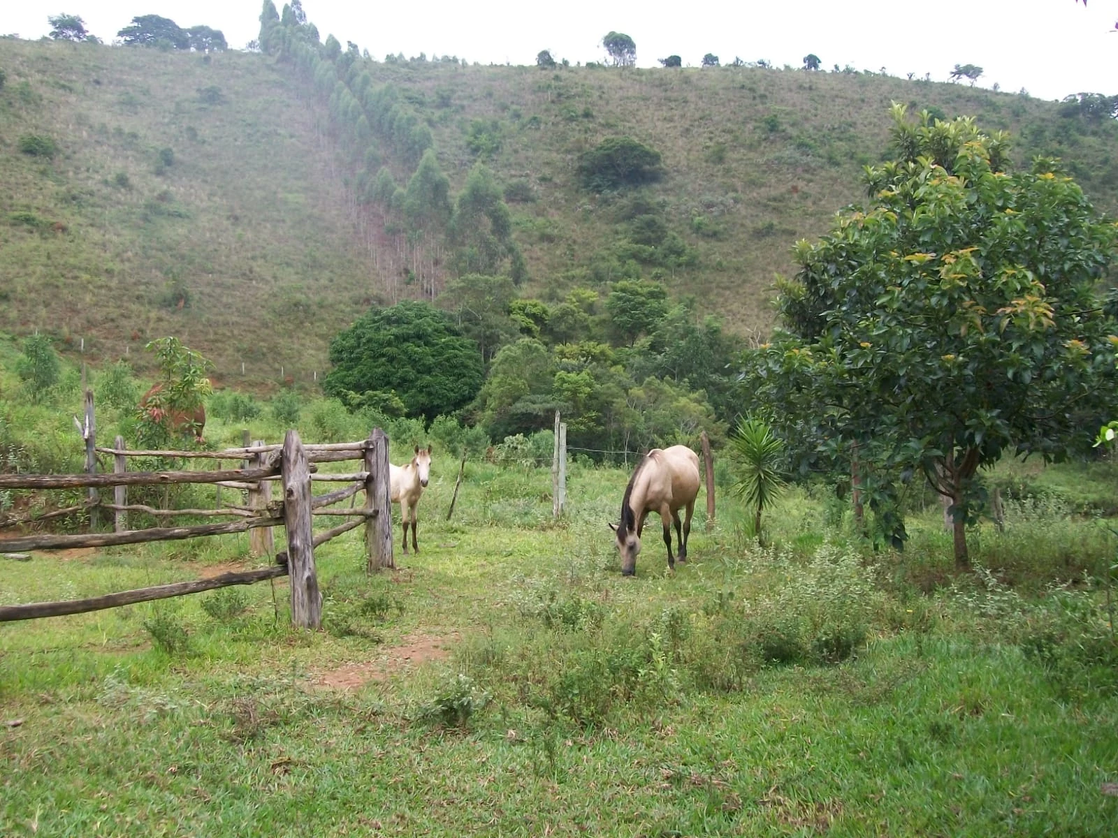 Imagem Chácara com 2 Quartos à Venda, 47.000 m² em Pirapitinga - Juiz de Fora