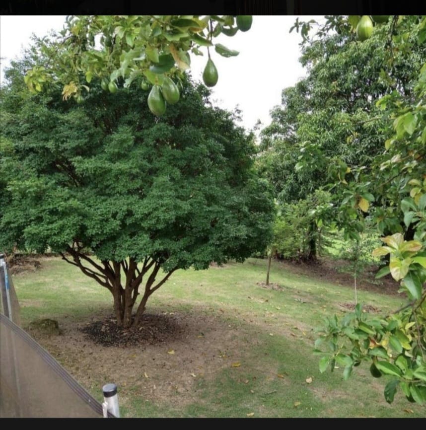 Foto do imóvel: Chácara com 3 Quartos à Venda, 186 m²em Colinas do Castelo - Jaguariúna