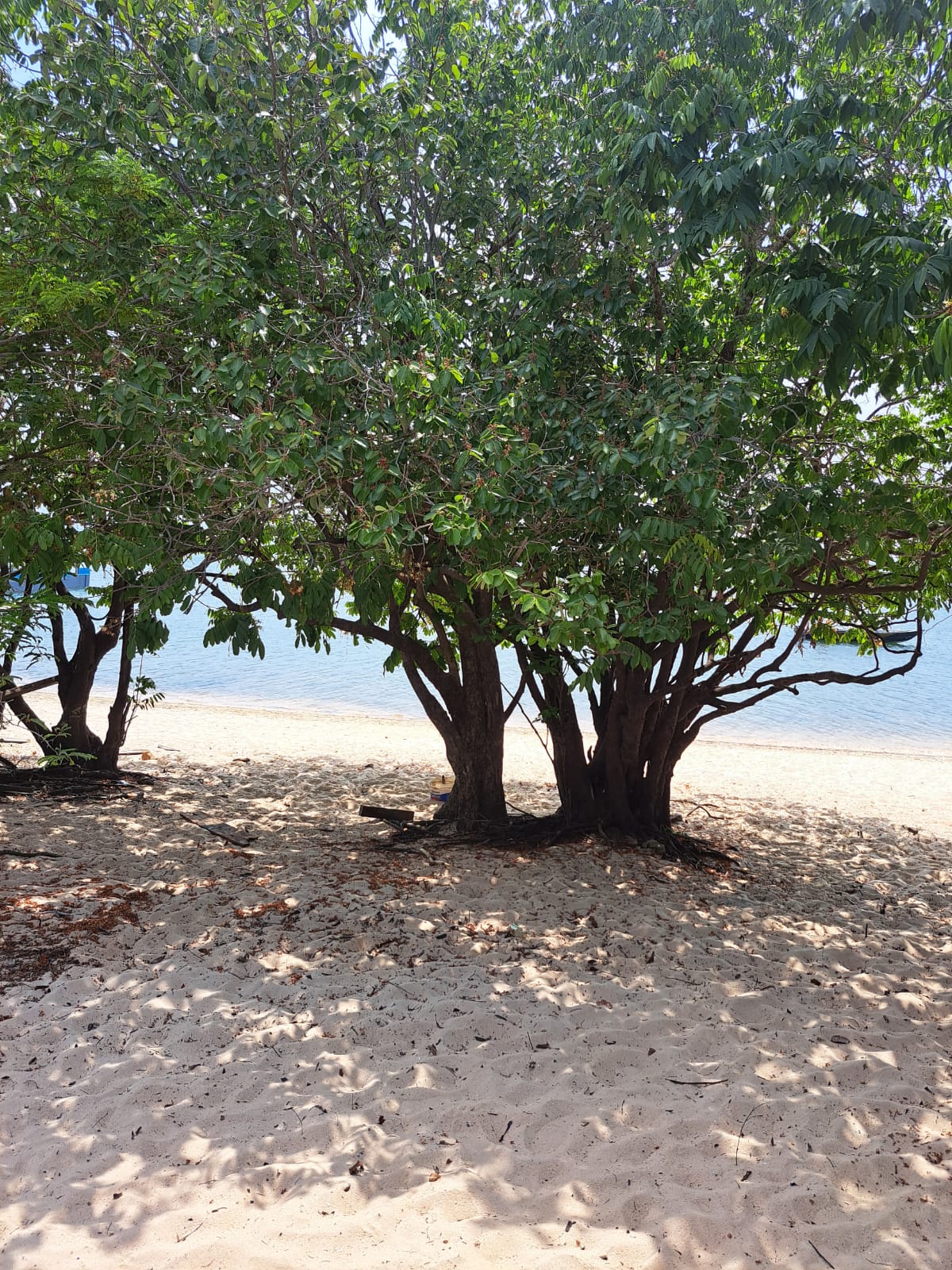 Imagem Terreno à Venda, 1 m²em Alter do Chão - Santarém