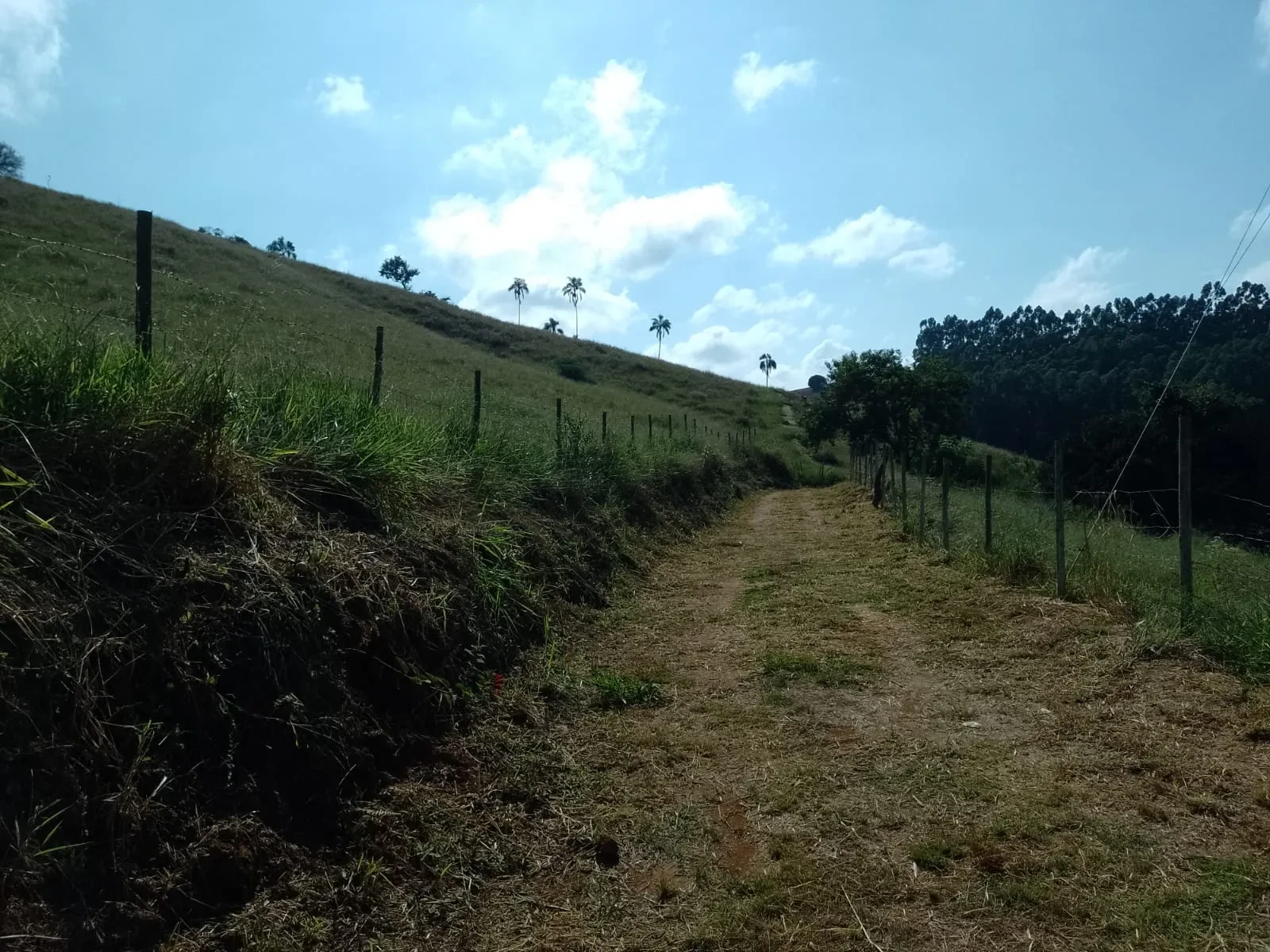 Imagem Fazenda à Venda, 5 Alq. MG em Bandeira do Sul - Bandeira do Sul