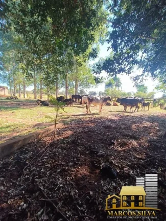 Imagem Chácara com 3 Quartos à Venda, em Portal das Araras - Três Lagoas