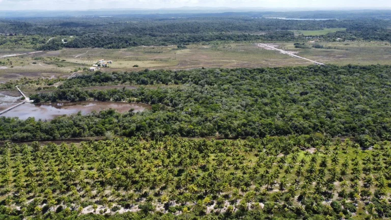Imagem MÓDULOS RURAIS MATA ATLÂNTICA