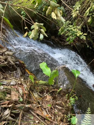 Imagem Rural - Chácara, para Venda em Rio dos Cedros/SC