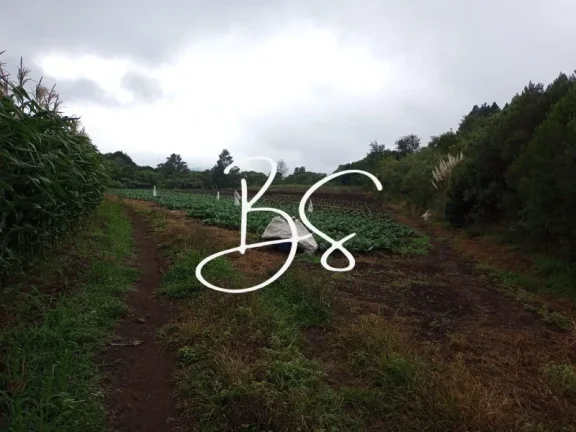 Imagem SITIO RURAL em SANTA MARIA DO HERVAL - RS, Alto Padre Eterno
