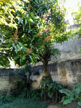 Imagem oportunidade! Ótima casa no centro de Atibaia com 287 m2 de terreno, quintal e porão