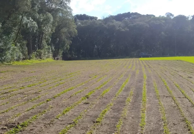 Imagem Terreno para Venda em São José dos Pinhais, Campo Largo da Roseira