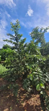 Imagem Sítio à venda, 45.000 m² por R$ 1.200.000 - Área Rural - Monte Mor/SP