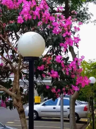 Imagem Vendo Apartamento no Parque Pallas, Bairro Campestre, Piracicaba - SP