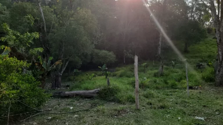 Imagem Chácara com 4 dormitórios à venda, 40000 m² por R$ 1.250.000,00 - Quinta Divisão - Suzano/SP