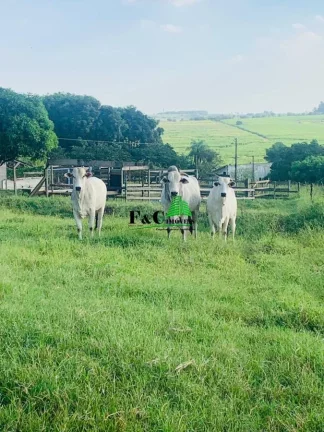 Imagem Chácara para Venda em Limeira, Bairro dos Pires, 3 dormitórios, 1 suíte, 1 banheiro, 6 vagas