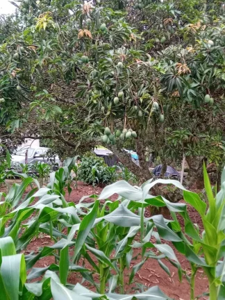 Imagem CHÁCARA FRUTÍFERA COM 1.400 M2 A VENDA NO BAIRRO BOA VISTA DO SILVA - BRAGANÇA PAULISTA