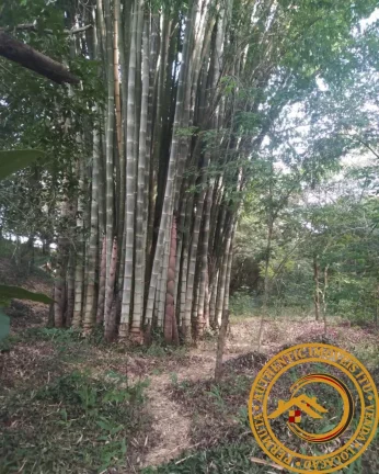 Imagem SITIO RURAL em BOITUVA - SP, Agua Branca