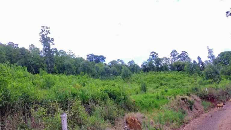 Imagem Chácaras para Camping Lazer em Condomínio Linha Tiradentes Pinhalzinho SC
