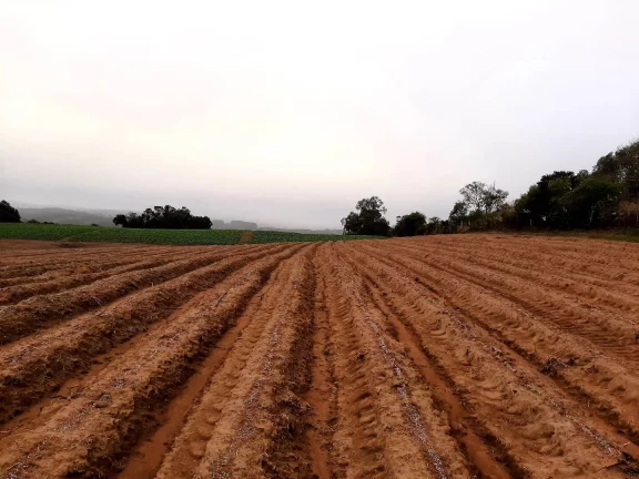 Imagem OPORTUNIDADE ÚNICA!!! 12 Hectares, Linha Doutor Flores, Sertão Santana