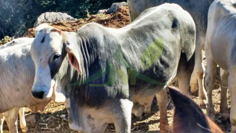 Imagem FAZENDA GADO NELORE COM 100 ALQUEIRES em Cambui MG