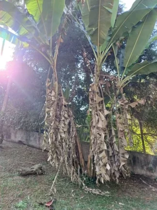 Imagem Chácara com 1 dormitório à venda, 800 m² por R$ 280.000,00 - Ipelândia - Suzano/SP