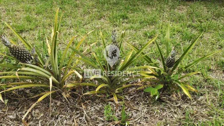 Imagem Sítio Campo dos Sonhos à venda no bairro Mato Dentro!