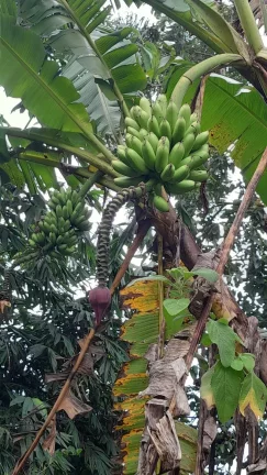 Imagem vende se chácara em Mogi das Cruzes