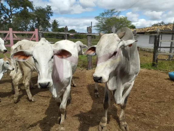 Imagem Vendo Fazenda com 203 tarefas (884.268m) em Irará - Ba