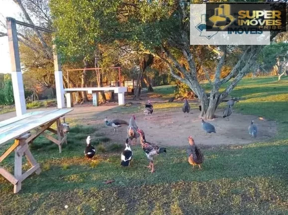 Imagem Sítio para Venda em Centro Morro Redondo-RS - 1645