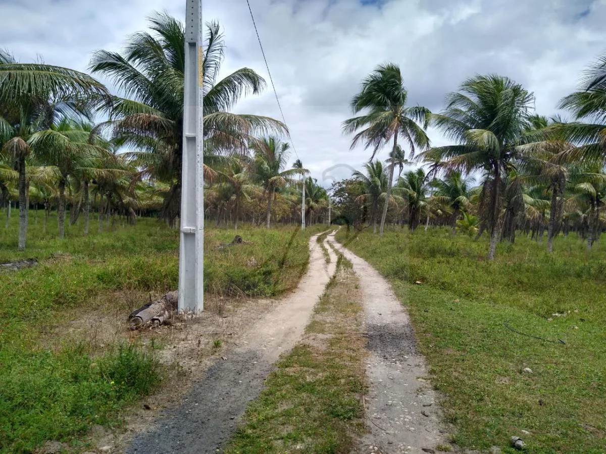 Imagem Vendo Fazenda produtiva 250mil m2, Conde / BA