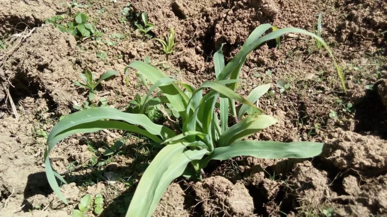 Imagem Terreno no Jardim Silveira - Marsilac