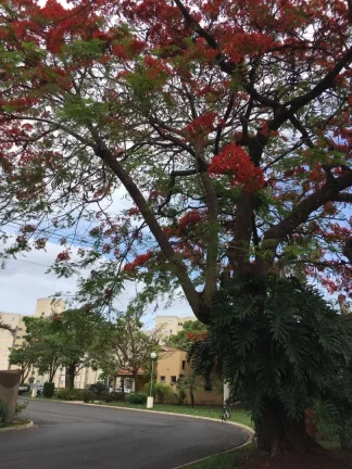 Imagem Apartamento Terreo 2 dorm com armários, sala com rack, cozinha com armários, banheiro; 55 m2 com u...