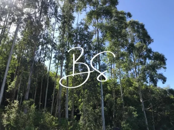 Imagem AREA RURAL em SANTO ANTÔNIO DA PATRULHA - RS, Pinheirinhos