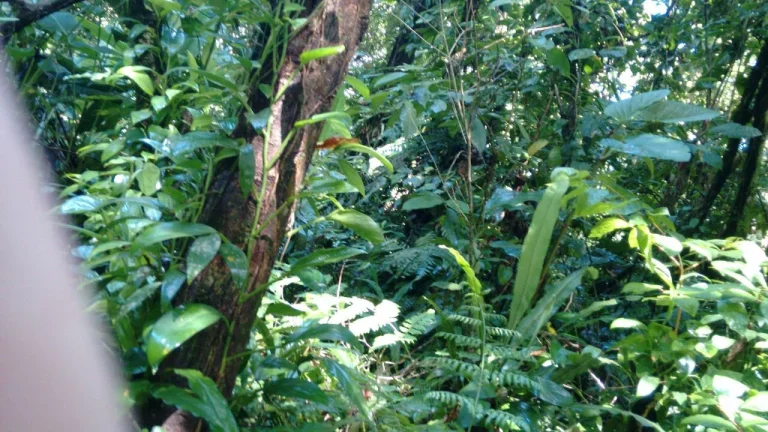 Imagem Terreno 30.000m² à Venda na Praia de Maresias - São Sebastião SP.