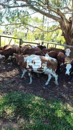 Imagem ÁREA A VENDA BOM JESUS DIVISA MONTE ALEGRE DOS CAMPOS RS
