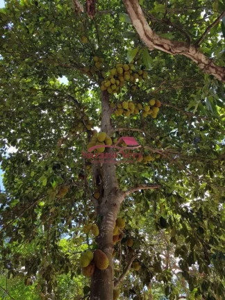 Imagem Chácara em Paranamirim