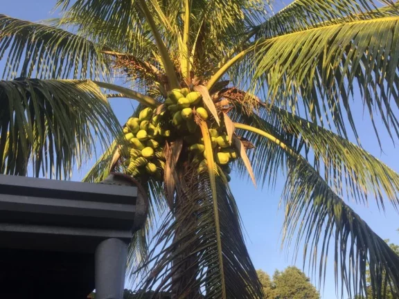 Imagem Bela chácara a venda no Portal das Nogueiras em Tatuí/SP